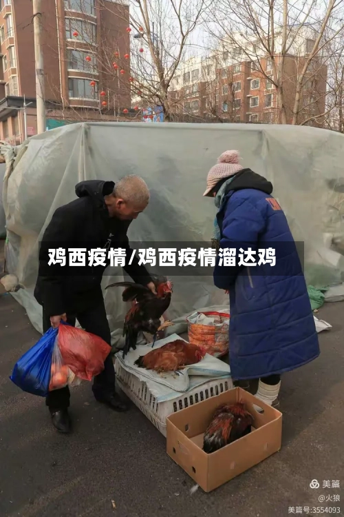 鸡西疫情/鸡西疫情溜达鸡-第2张图片