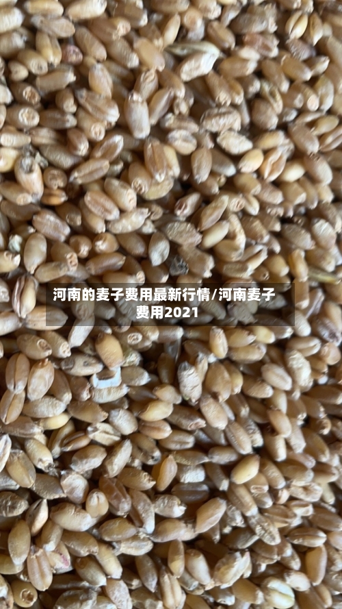 河南的麦子费用最新行情/河南麦子费用2021-第2张图片