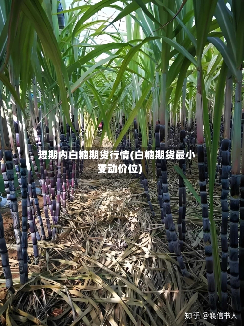 短期内白糖期货行情(白糖期货最小变动价位)