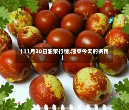 【11月20日油菜行情,油菜今天的费用】