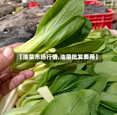 【油菜市场行情,油菜批发费用】