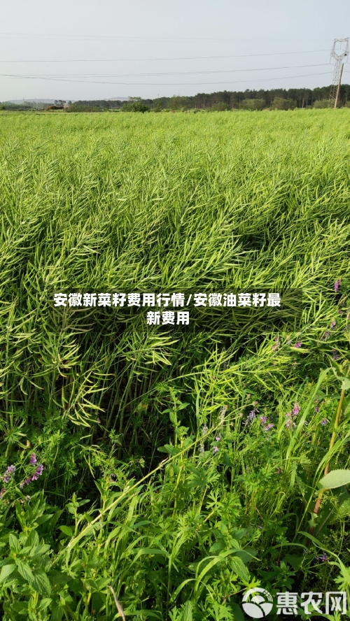 安徽新菜籽费用行情/安徽油菜籽最新费用