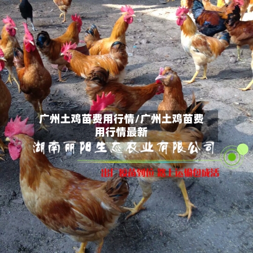 广州土鸡苗费用行情/广州土鸡苗费用行情最新