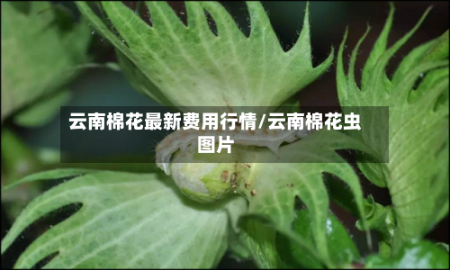 云南棉花最新费用行情/云南棉花虫图片