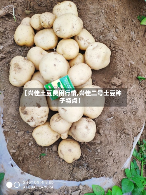 【兴佳土豆费用行情,兴佳二号土豆种子特点】