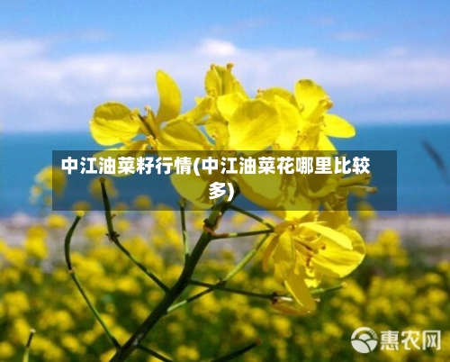 中江油菜籽行情(中江油菜花哪里比较多)