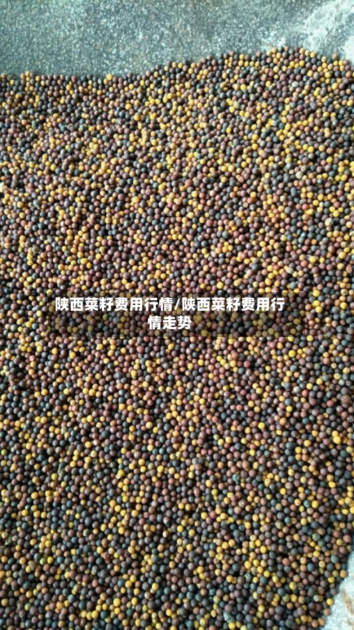陕西菜籽费用行情/陕西菜籽费用行情走势