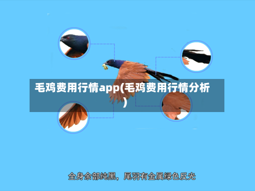 毛鸡费用行情app(毛鸡费用行情分析)