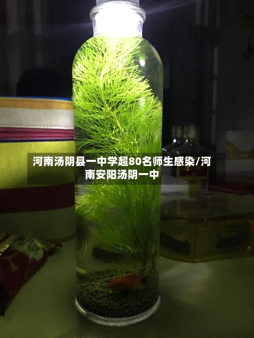 河南汤阴县一中学超80名师生感染/河南安阳汤阴一中