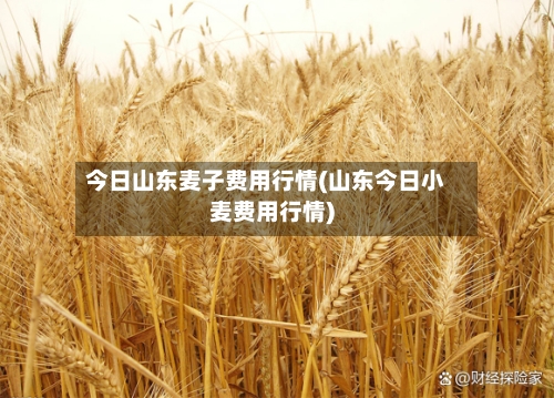 今日山东麦子费用行情(山东今日小麦费用行情)