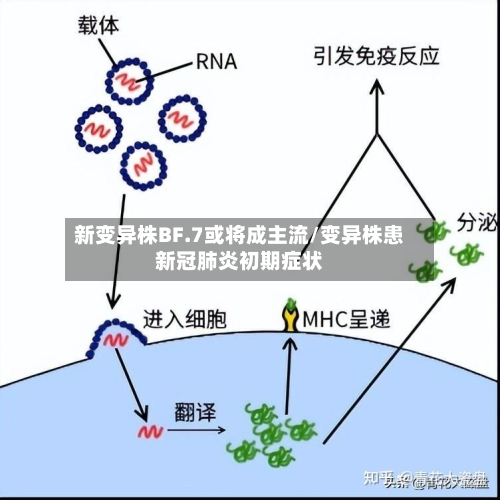 新变异株BF.7或将成主流/变异株患新冠肺炎初期症状