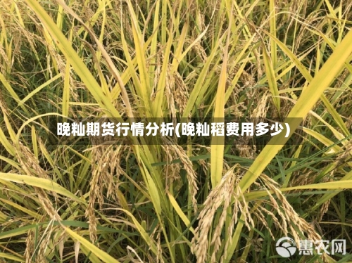 晚籼期货行情分析(晚籼稻费用多少)
